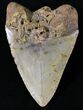 Megalodon Tooth - North Carolina #20803-2